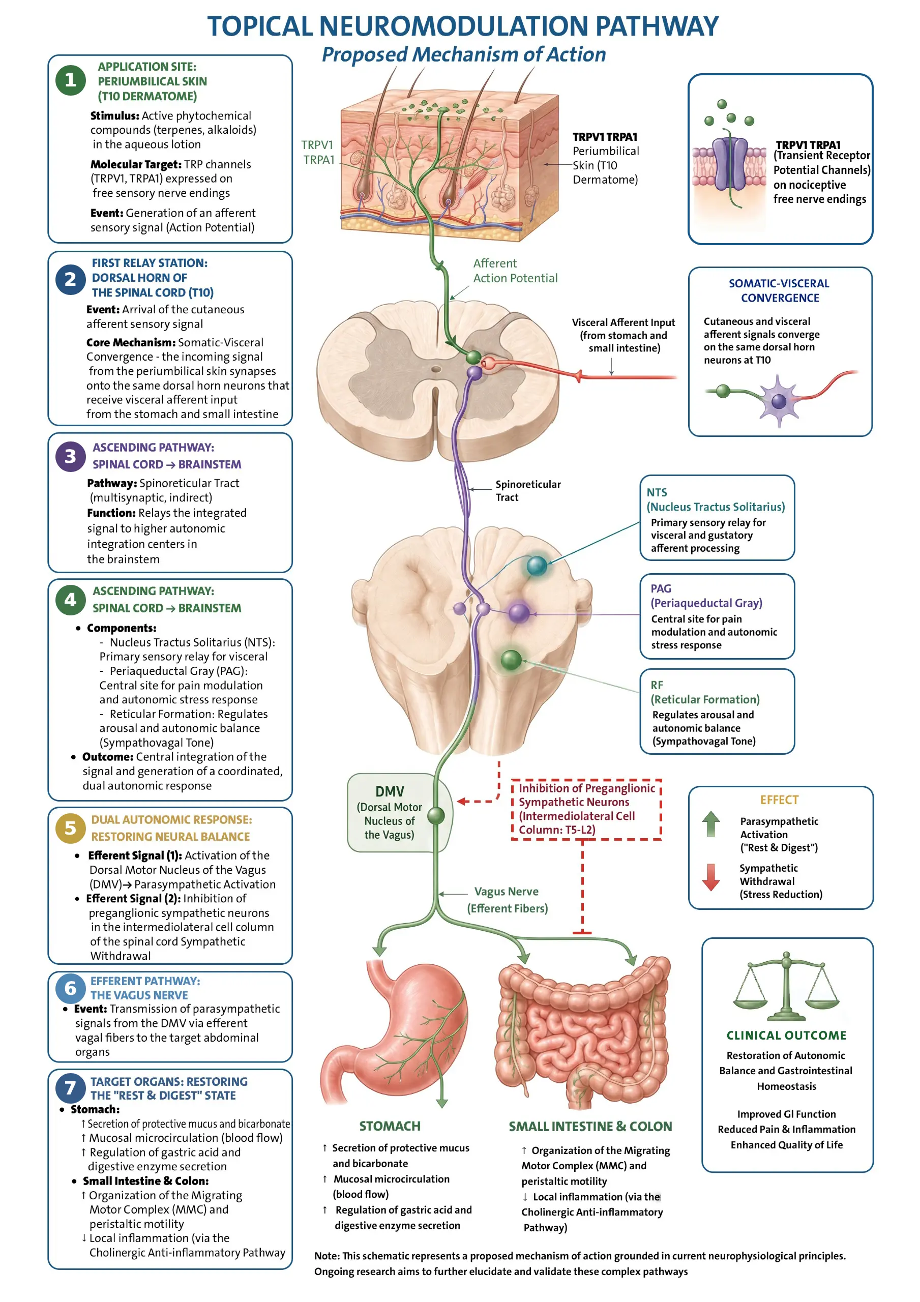 GastroZEN scientific infographic showing the topical neuromodulation pathway and proposed mechanism of action from skin stimulus to stomach comfort.