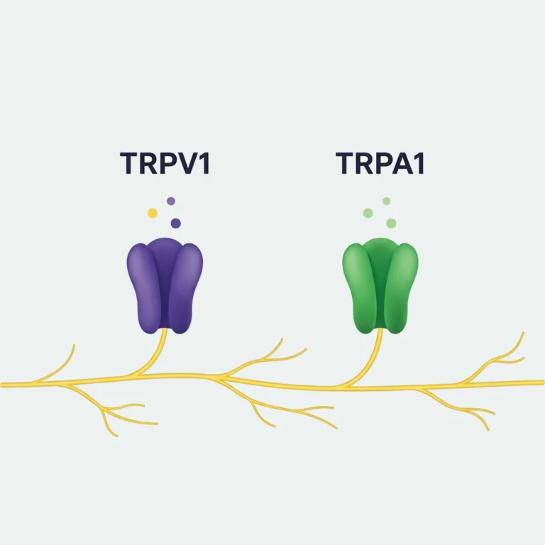Medical illustration showing TRPV1 and TRPA1 ion channel receptors on a branching sensory nerve fiber