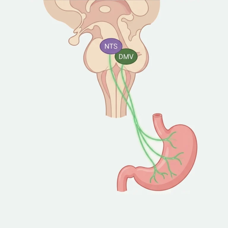 Medical diagram showing the vagus nerve connection between the brainstem nuclei NTS and DMV and the stomach.